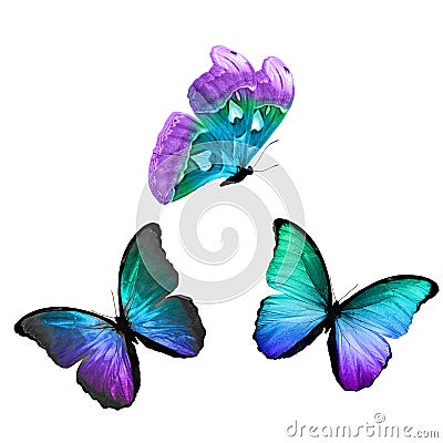 three tropical butterflies with colorful wings isolated on a white Stock Photo