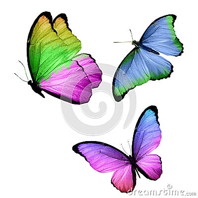 three tropical butterflies with colorful wings isolated on a white Stock Photo