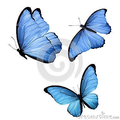 Three tropical butterflies with colorful wings isolated on a white Stock Photo