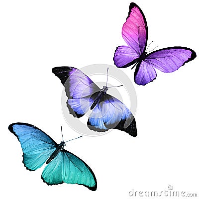 Three tropical butterflies with colorful wings isolated on a white Stock Photo