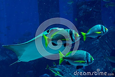 Three tropical fishes swimming together with stingray Stock Photo