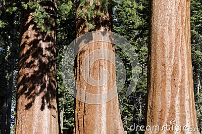 Three trunks of Sequoia Stock Photo