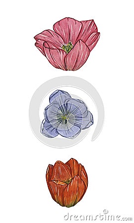 Three tulip flower buds - red, pink and blue. Isolates. Watercolor illustration. Cartoon Illustration