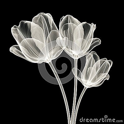 Serene Simplicity: X-ray Tulips On Black Background Stock Photo