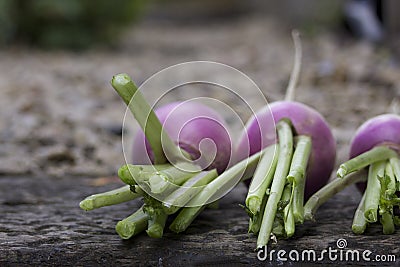 Three Turnips Stock Photo