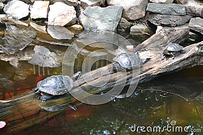 Three Turtles basking on a log Stock Photo