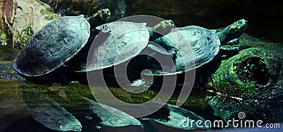 Three turtles Stock Photo