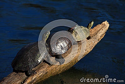 Three turtles on log Stock Photo