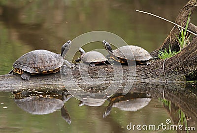 Three Turtles Reflected in Water Stock Photo