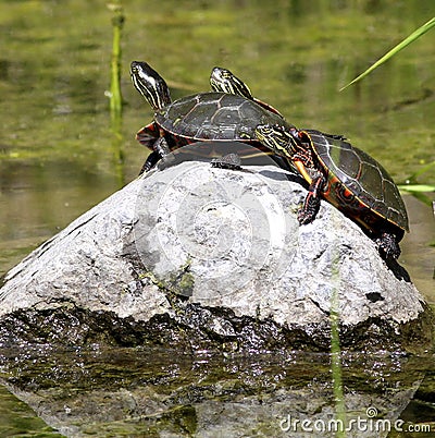 Three turtles Stock Photo