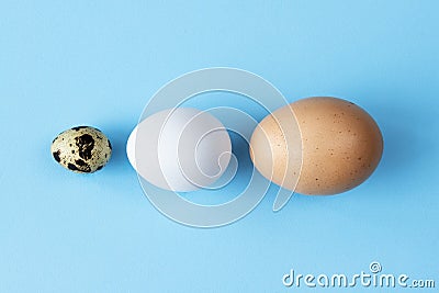 Three type of different birds eggs isolated on blue paper background. Various size and kind choice concept. Quail, egg Stock Photo