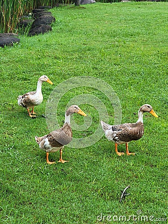 Three Unique Ducks Stock Photo