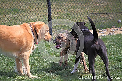 Dogs Playing in Dog Park Stock Photo