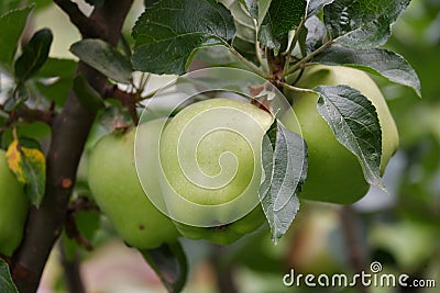 Three unripe green apples hanging from a plant Stock Photo