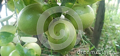 three unripe green lemons Stock Photo