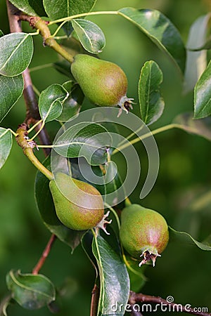 Three unripe, small pears and leaves hang on a branch of a pear tree, in portrait format against a green background Stock Photo