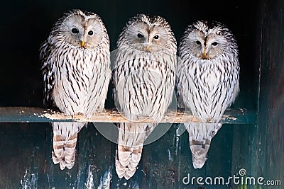 Three ural owls sit side by side on a stick against a wooden wall Stock Photo