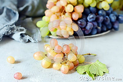Three varieties of fresh ripe grapes on a gray background. Harvest. Fresh summer fruits. Stock Photo