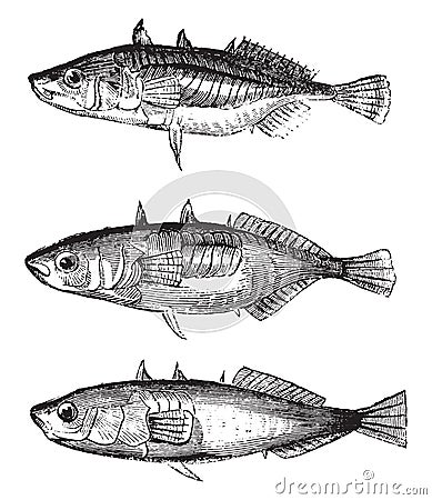 Three varieties of sticklebacks, vintage engraving Vector Illustration