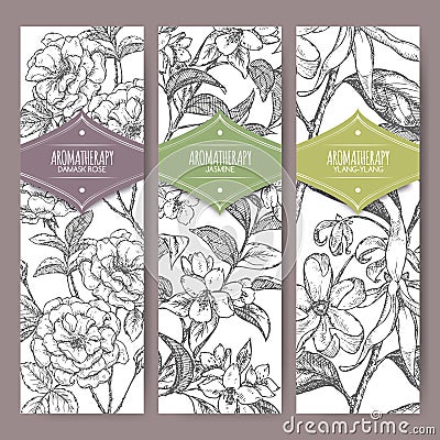 Three vector banners Damask rose, jasmine, ylang sketch. Aromatherapy series. Vector Illustration