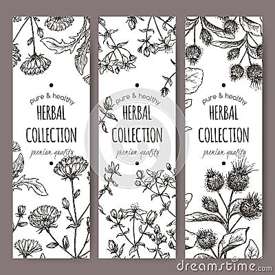 Three vector labels with burdock, chicory, saint john wort Vector Illustration