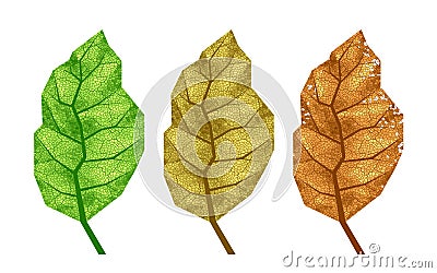 Three vector tobacco leaves with veins Vector Illustration