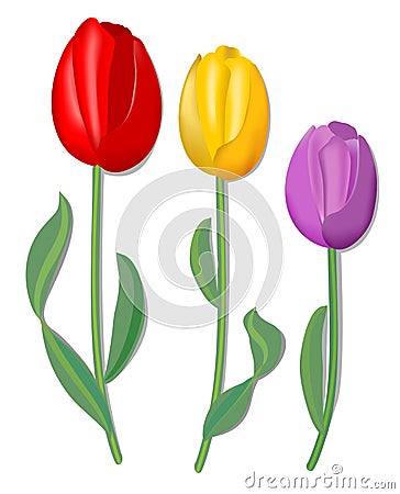 Three vector tulip for spring design in red, yellow and pink with fine shadow Vector Illustration