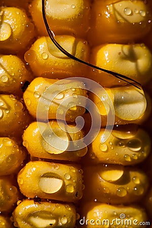 Three vertical rows of corn kernels Stock Photo