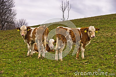 Three very young calves on a meadow at autumn Stock Photo