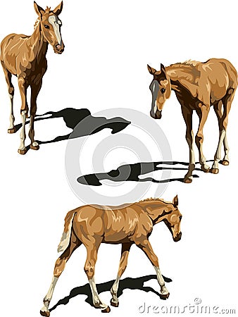 Three views of foal with shadows Vector Illustration