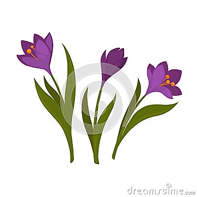 Three violet crocus blooming flowers isolated on white Vector Illustration