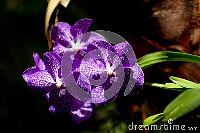 Three violet orchids in greenhouse Stock Photo