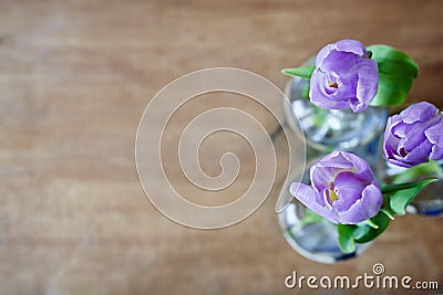 Three violet tulips creative use focus Stock Photo