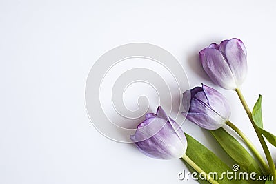 Three violet tulips laying on white background Stock Photo