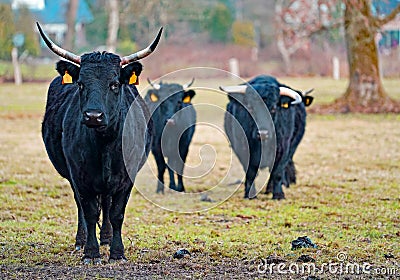 Three visible black Dexter cows and one hidden. Stock Photo