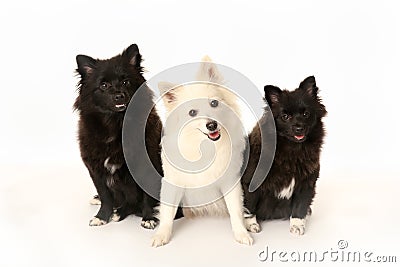 Three volpino italiano dogs Stock Photo