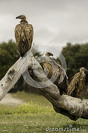Three vultures on a tree. Stock Photo
