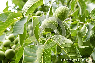 Three Walnuts Tree Stock Photo