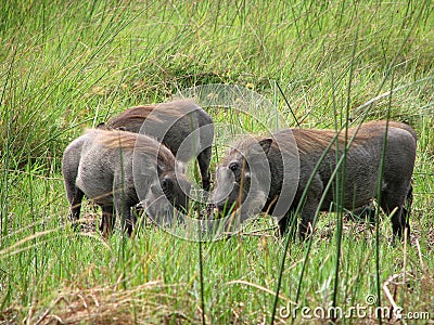 Three warthogs seeking food Stock Photo