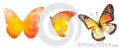 Three watercolor butterflies, isolated on white Stock Photo