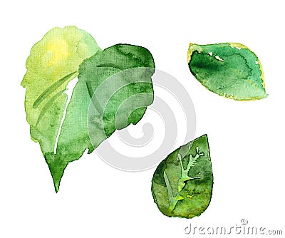 Three watercolor picturesque leaves Stock Photo