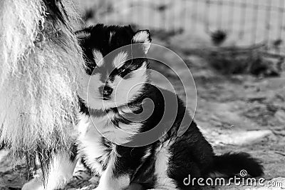 Three week old Alaskan malamute puppy Stock Photo