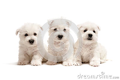 Three west highland white terrier puppies Stock Photo