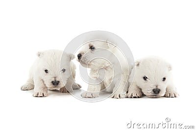 Three West Highland White Terrier puppies Stock Photo