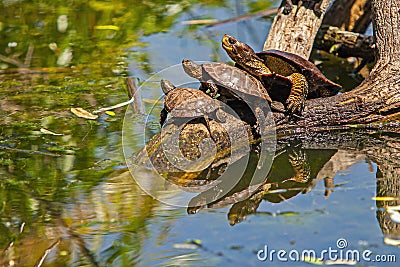 Western Pond Turtle Family Stock Photo