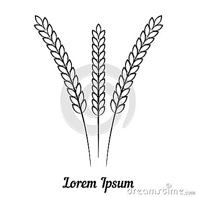 Three wheat spikelet on white background Vector Illustration