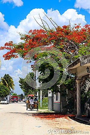Bicycle taxi on dirt village street under a Royal Poinciana tree in Sisal Yucatan Mexico Editorial Stock Photo