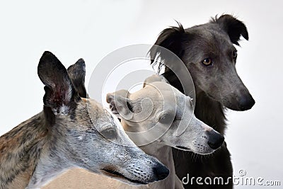 Three whippets side by side, portraits Stock Photo