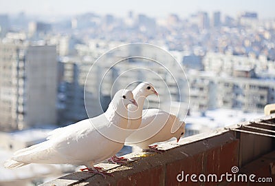 Three white doves coo against the cityscape from a high floor. Relationship of a group of white birds. Doves symbol of Stock Photo