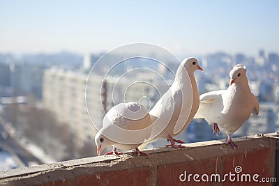 Three white doves coo against the cityscape from a high floor. Relationship of a group of white birds. Doves symbol of Stock Photo